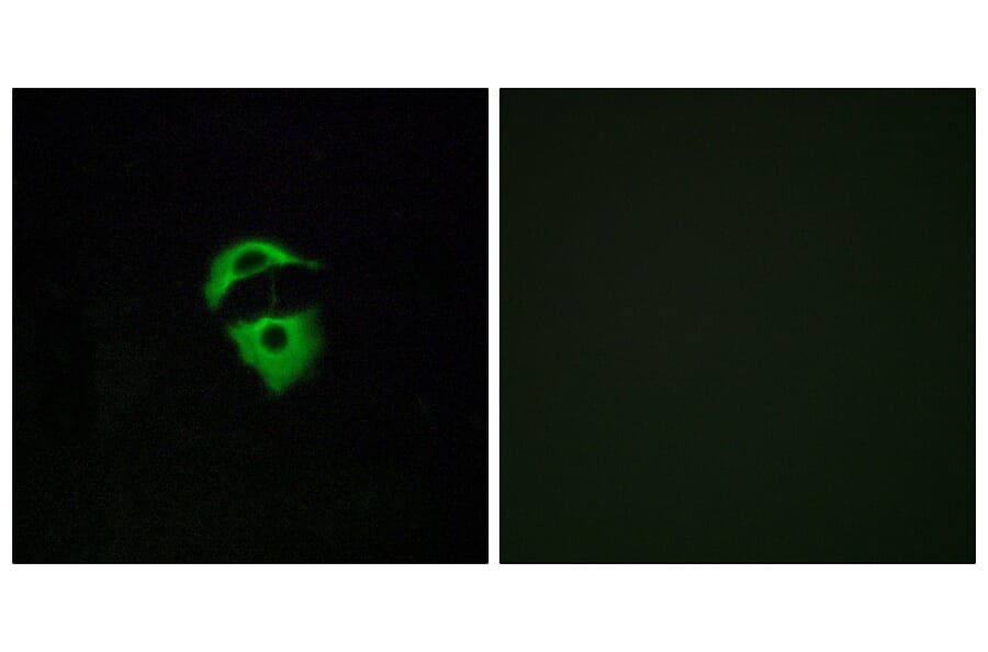 Immunofluorescence - Anti-OR2D2 Antibody (G545) - Antibodies.com