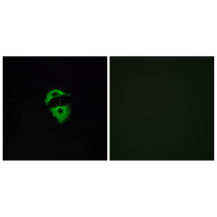 Immunofluorescence - Anti-OR2D2 Antibody (G545) - Antibodies.com