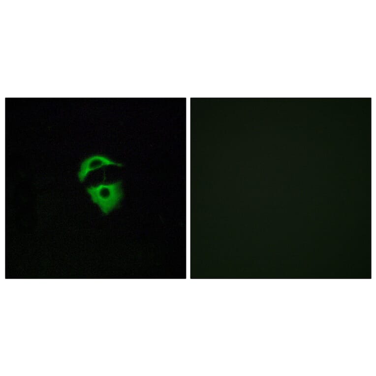 Immunofluorescence - Anti-OR2D2 Antibody (G545) - Antibodies.com