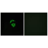Immunofluorescence - Anti-OR2D2 Antibody (G545) - Antibodies.com