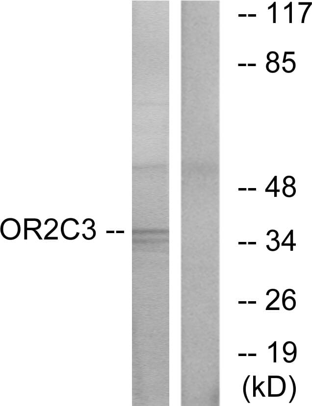 Western blot analysis of lysates from COLO cells using Anti-OR2C3 Antibody. The right hand lane represents a negative control, where the antibody is blocked by the immunising peptide.