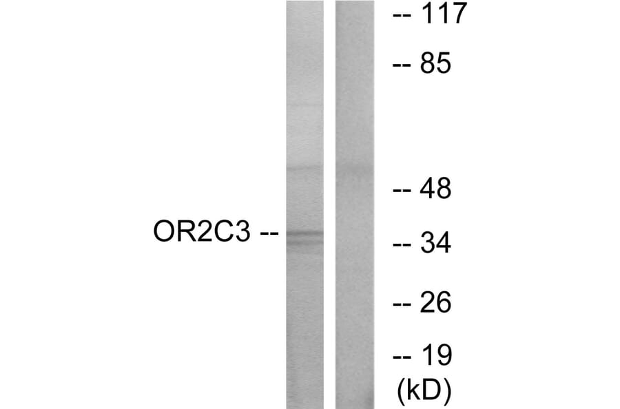 Western Blot - Anti-OR2C3 Antibody (G544) - Antibodies.com