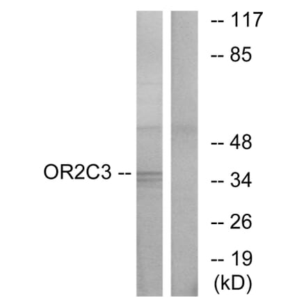 Western Blot - Anti-OR2C3 Antibody (G544) - Antibodies.com