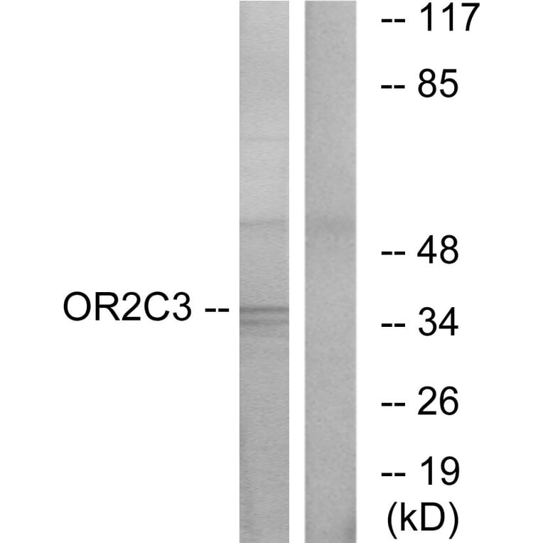 Western Blot - Anti-OR2C3 Antibody (G544) - Antibodies.com