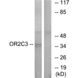 Western Blot - Anti-OR2C3 Antibody (G544) - Antibodies.com