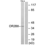 Western Blot - Anti-OR2B8 Antibody (G542) - Antibodies.com