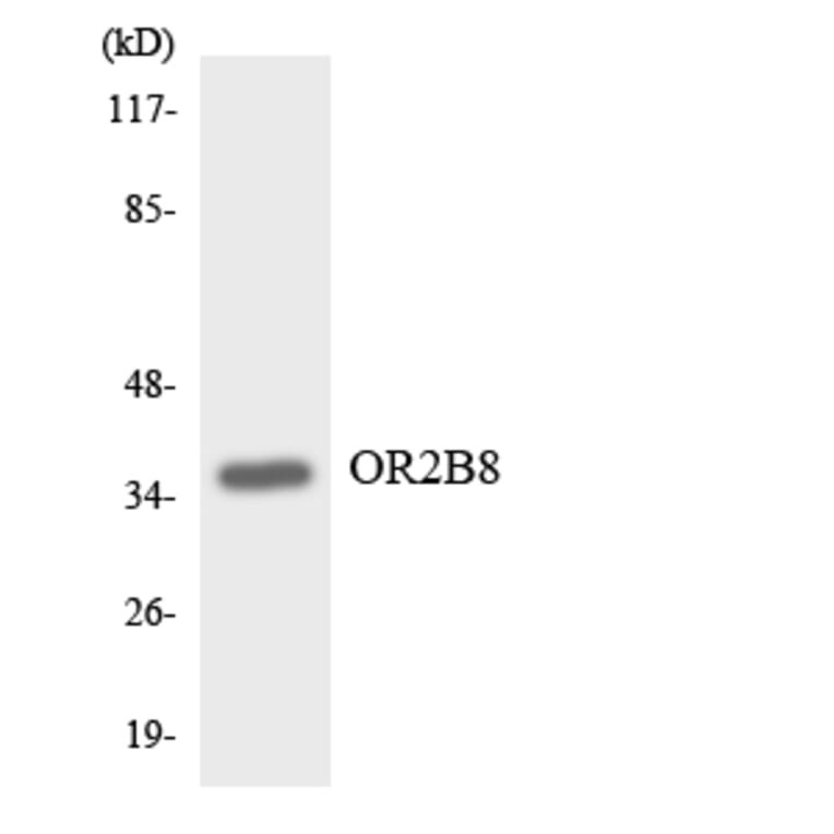 Western Blot - Anti-OR2B8 Antibody (R12-3164) - Antibodies.com