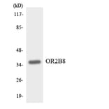 Western Blot - Anti-OR2B8 Antibody (R12-3164) - Antibodies.com