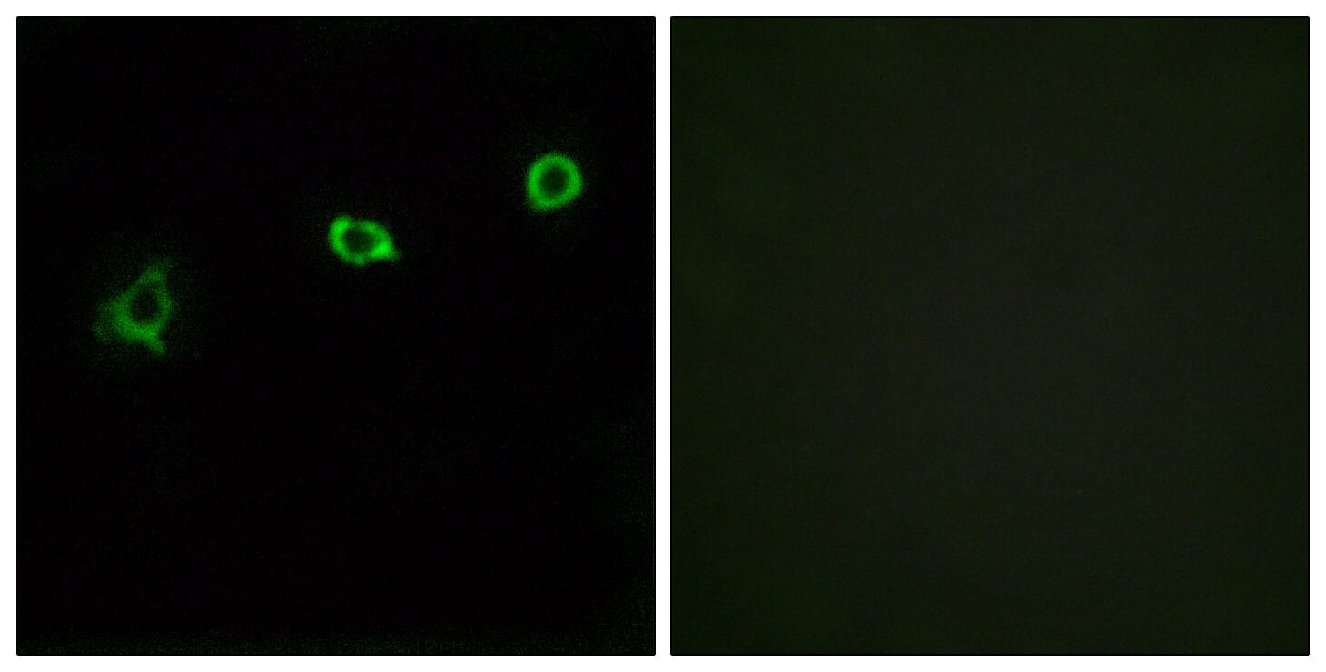 Immunofluorescence analysis of HUVEC cells using Anti-OR1N1 Antibody. The right hand panel represents a negative control, where the antibody was pre-incubated with the immunising peptide.