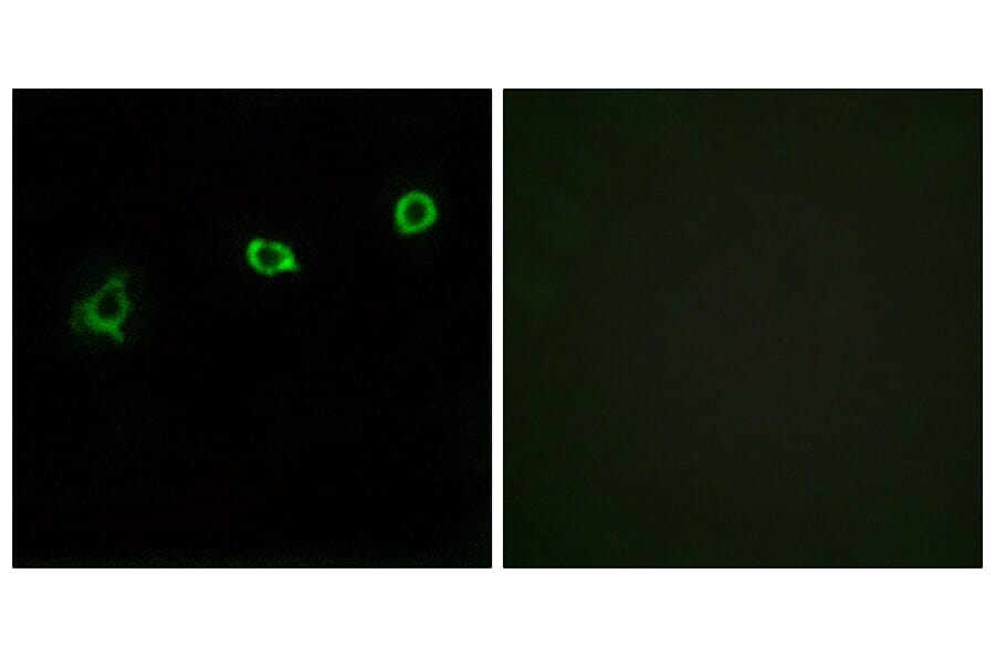 Immunofluorescence - Anti-OR1N1 Antibody (G532) - Antibodies.com