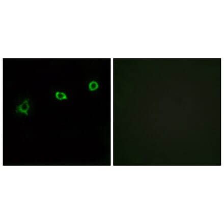 Immunofluorescence - Anti-OR1N1 Antibody (G532) - Antibodies.com