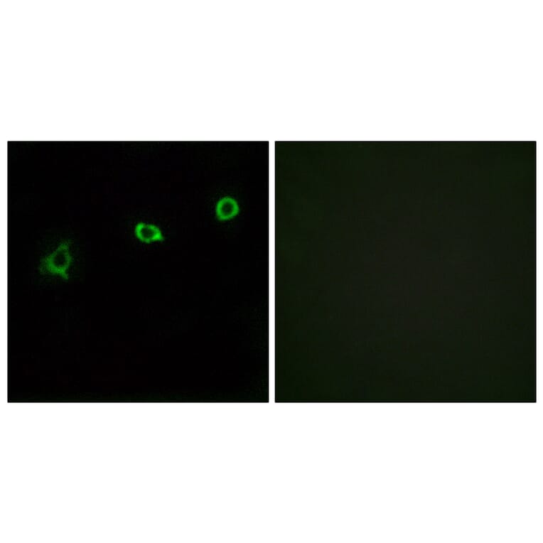 Immunofluorescence - Anti-OR1N1 Antibody (G532) - Antibodies.com