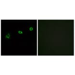 Immunofluorescence - Anti-OR1N1 Antibody (G532) - Antibodies.com