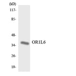 Western Blot - Anti-OR1L6 Antibody (R12-3154) - Antibodies.com