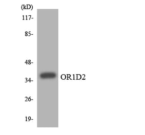 Western Blot - Anti-OR1D2 Antibody (R12-3152) - Antibodies.com