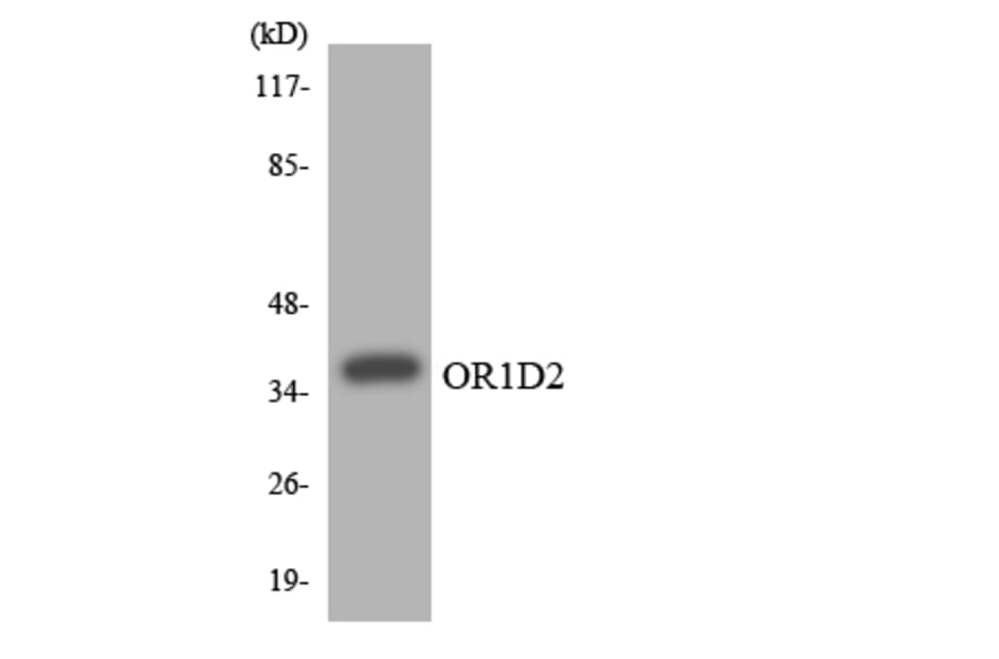 Western Blot - Anti-OR1D2 Antibody (R12-3152) - Antibodies.com