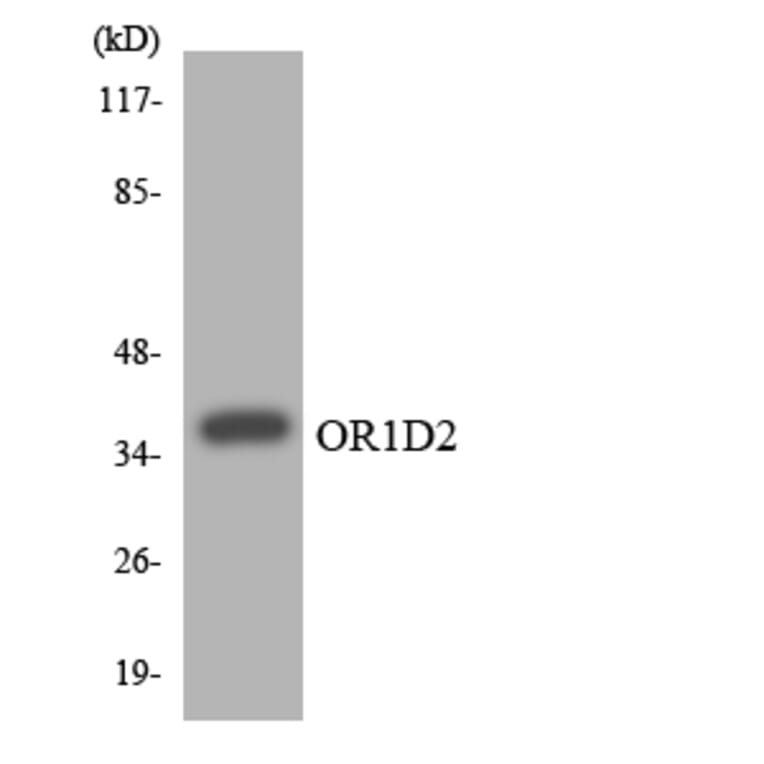 Western Blot - Anti-OR1D2 Antibody (R12-3152) - Antibodies.com