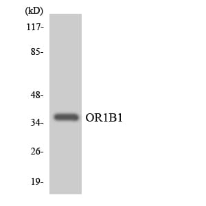 Western blot analysis of the lysates from HeLa cells using Anti-OR1B1 Antibody.