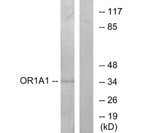 Western Blot - Anti-OR1A1 Antibody (G513) - Antibodies.com