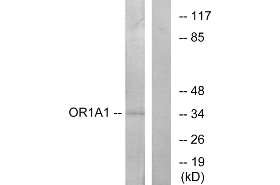 Western Blot - Anti-OR1A1 Antibody (G513) - Antibodies.com