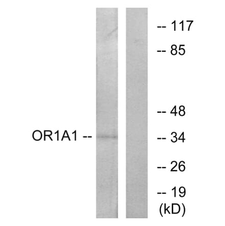 Western Blot - Anti-OR1A1 Antibody (G513) - Antibodies.com