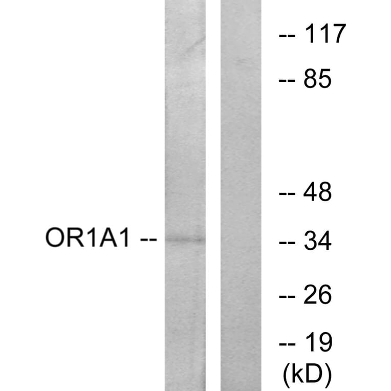 Western Blot - Anti-OR1A1 Antibody (G513) - Antibodies.com