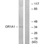 Western Blot - Anti-OR1A1 Antibody (G513) - Antibodies.com
