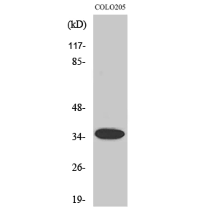Western Blot - Anti-OR1A1 Antibody (G513) - Antibodies.com