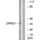 Western Blot - Anti-OPRD1 Antibody (G490) - Antibodies.com