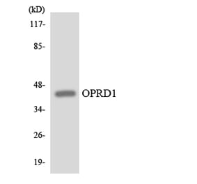 Western Blot - Anti-OPRD1 Antibody (R12-3122) - Antibodies.com
