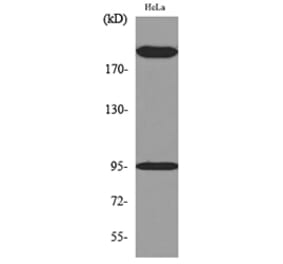 Western Blot - Anti-NTRK3 Antibody (C30067) - Antibodies.com