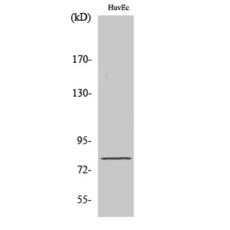 Western Blot - Anti-NOL10 Antibody (C17154) - Antibodies.com