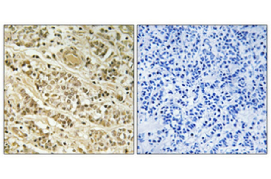 Immunohistochemistry - Anti-NOL10 Antibody (C17154) - Antibodies.com