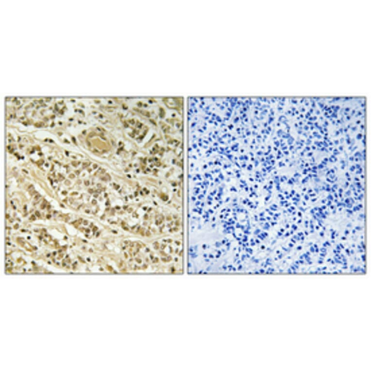 Immunohistochemistry - Anti-NOL10 Antibody (C17154) - Antibodies.com