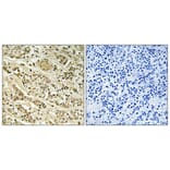 Immunohistochemistry - Anti-NOL10 Antibody (C17154) - Antibodies.com