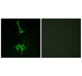 Immunofluorescence - Anti-NMUR1 Antibody (G406) - Antibodies.com