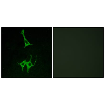 Immunofluorescence - Anti-NMUR1 Antibody (G406) - Antibodies.com