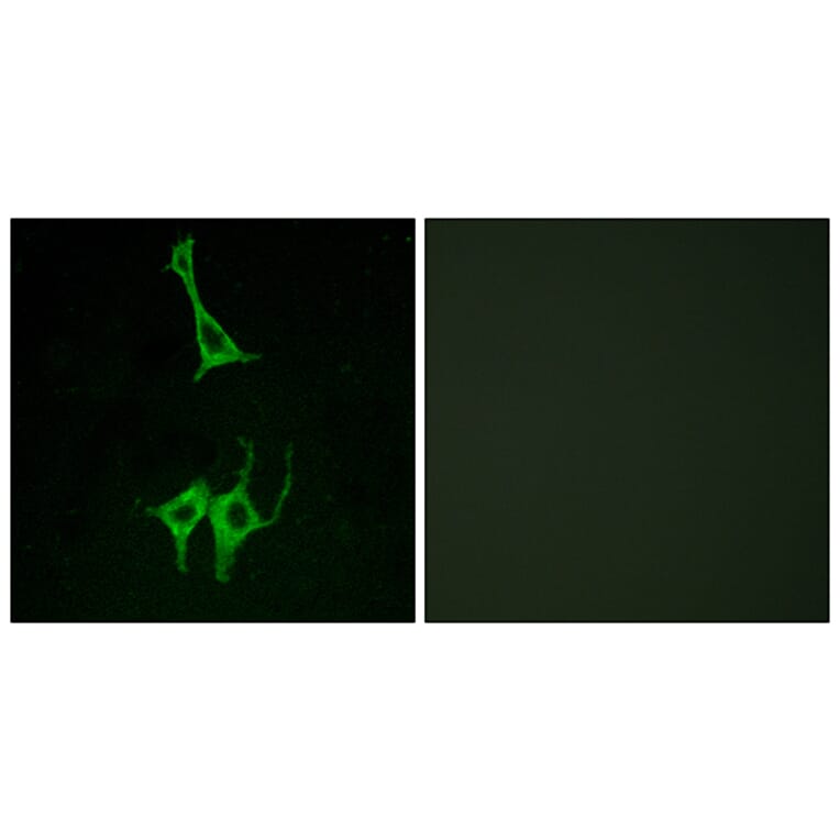 Immunofluorescence - Anti-NMUR1 Antibody (G406) - Antibodies.com