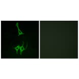 Immunofluorescence - Anti-NMUR1 Antibody (G406) - Antibodies.com