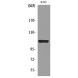 Western Blot - Anti-NLRP3 Antibody (C30251) - Antibodies.com