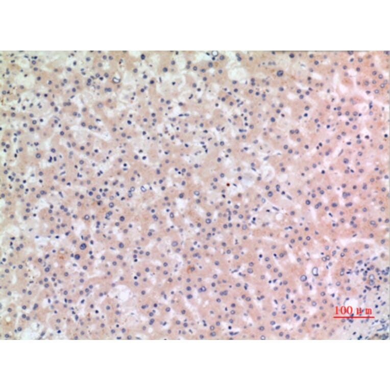 Immunohistochemistry - Anti-NLRP3 Antibody (C30251) - Antibodies.com