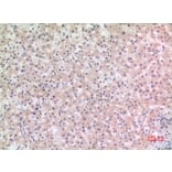 Immunohistochemistry - Anti-NLRP3 Antibody (C30251) - Antibodies.com