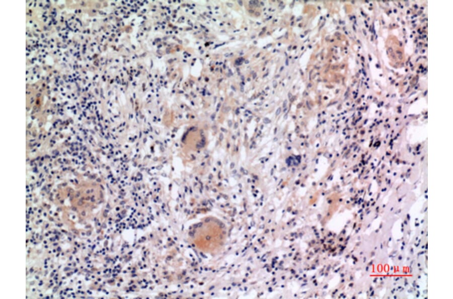 Immunohistochemistry - Anti-NLRP3 Antibody (C30251) - Antibodies.com