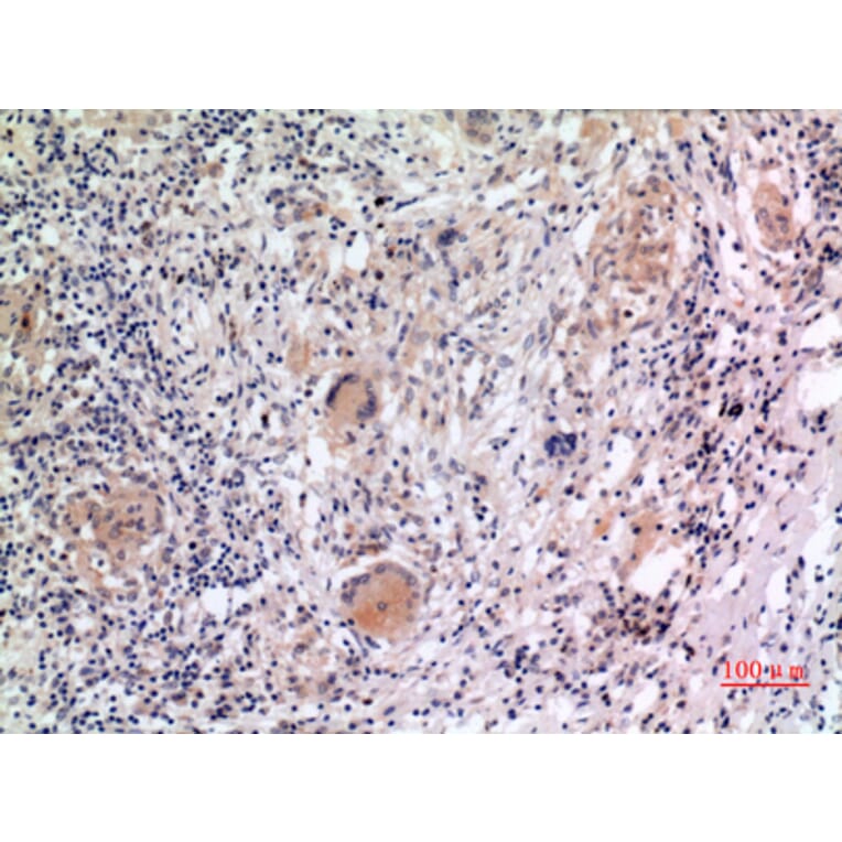 Immunohistochemistry - Anti-NLRP3 Antibody (C30251) - Antibodies.com