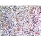 Immunohistochemistry - Anti-NLRP3 Antibody (C30251) - Antibodies.com