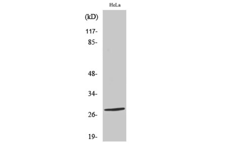 Western Blot - Anti-NKX26 Antibody (C16341) - Antibodies.com