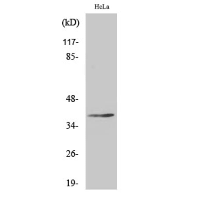 Western Blot - Anti-NKX24 Antibody (C16339) - Antibodies.com