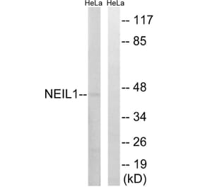 Western Blot - Anti-NEIL1 Antibody (C15633) - Antibodies.com