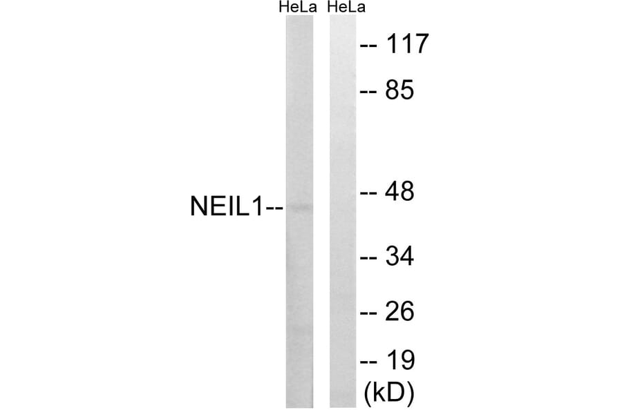 Western Blot - Anti-NEIL1 Antibody (C15633) - Antibodies.com