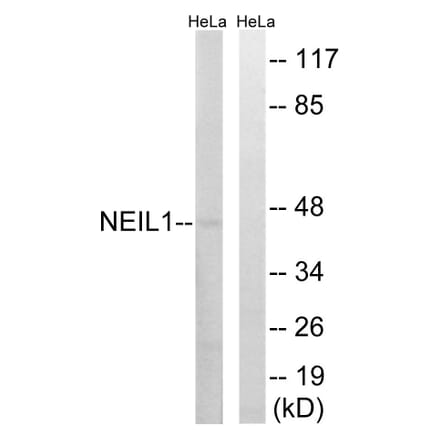 Western Blot - Anti-NEIL1 Antibody (C15633) - Antibodies.com